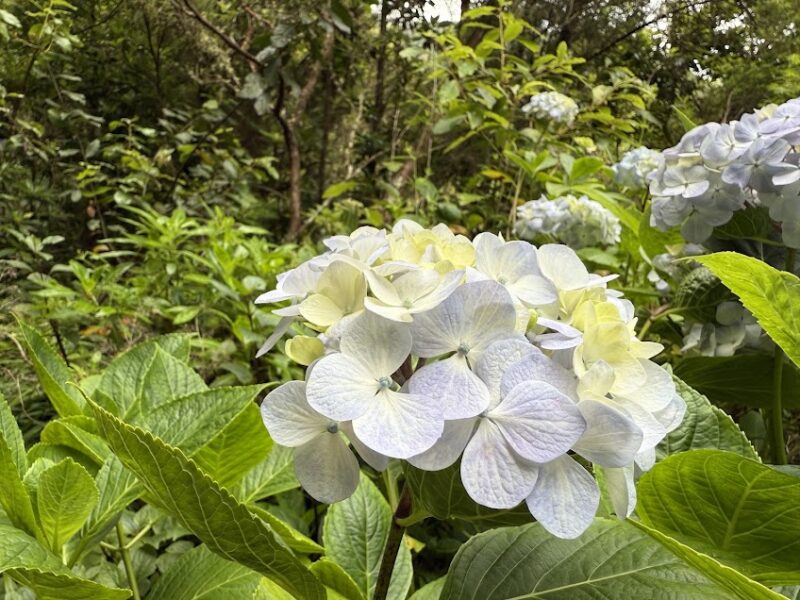 levada do caldeirao verde